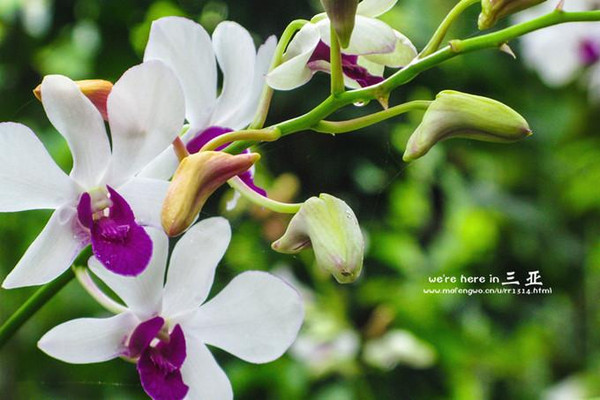 三亚五天四晚旅行团爱上海岛,三亚3天两晚够不够