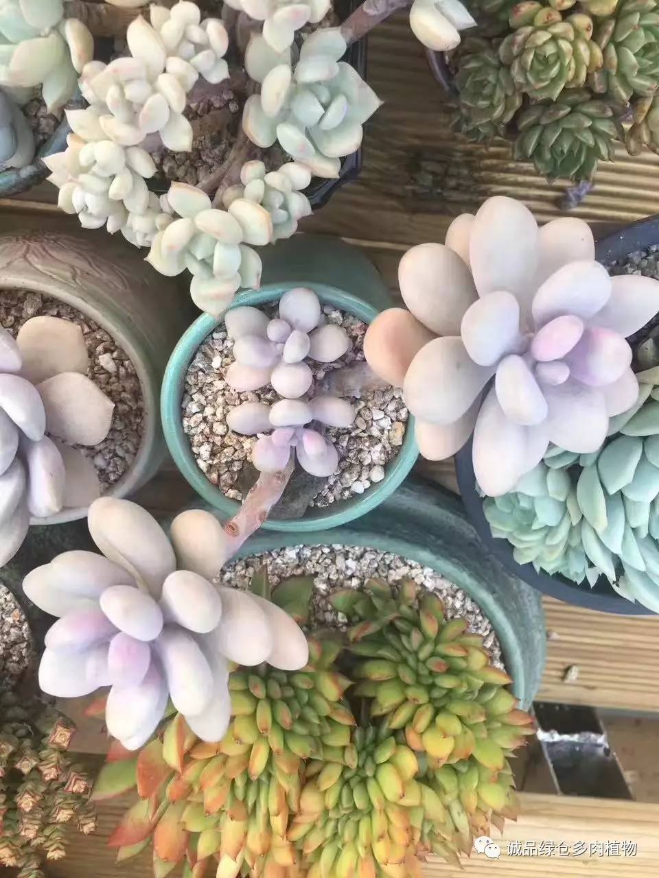 秀妍肉肉倒盆后的变化,多肉大棚展示图