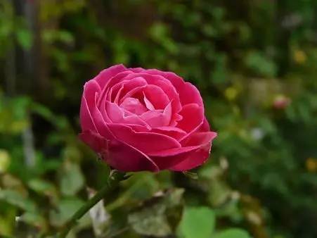 不仅是中国多个城市的市花~东胜的这个公园还以“它”的名字命名