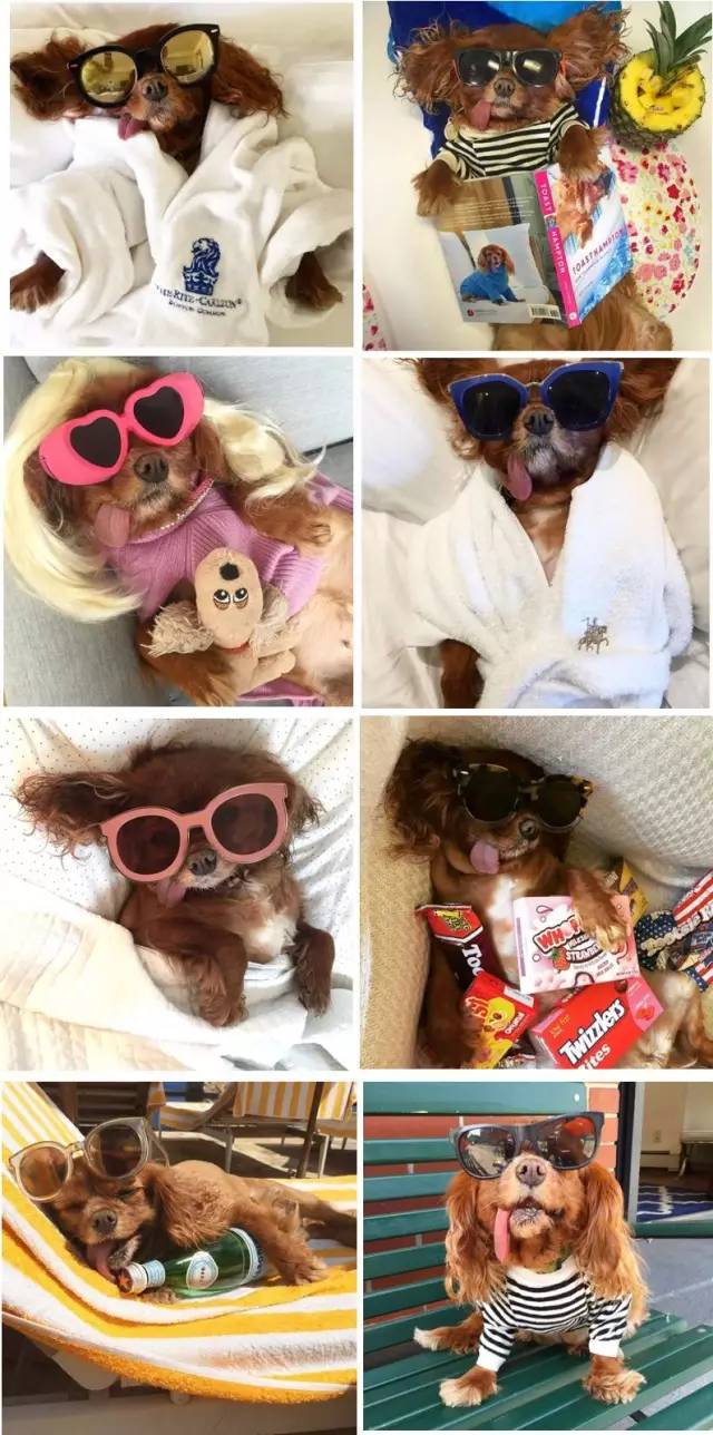 我没牙，我腿短，但我很红！