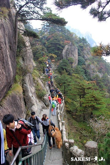 金毛萨克斯,金毛挑战全部视频