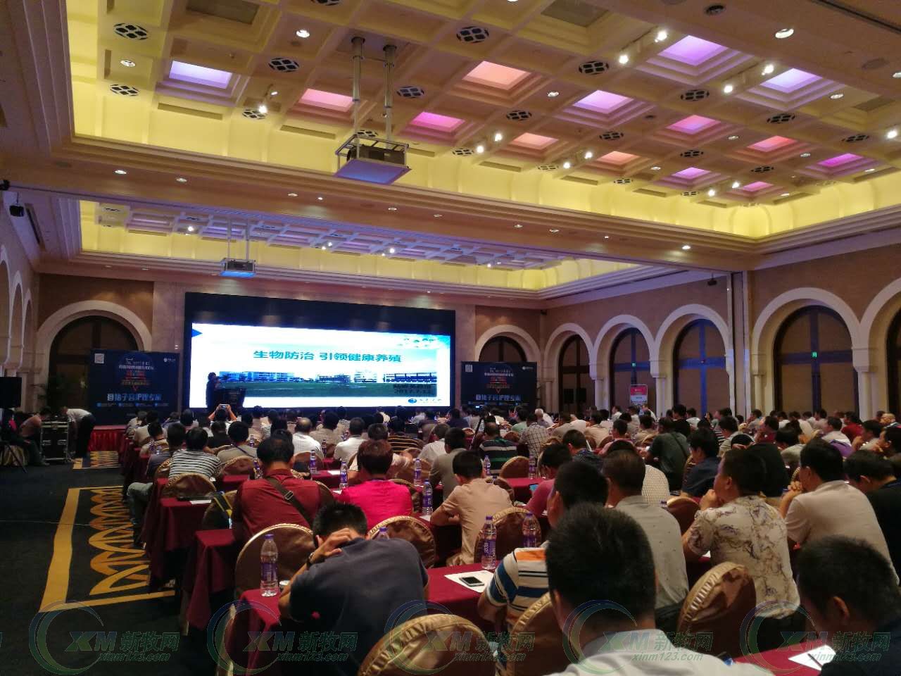 母猪产后消炎用头孢加林可霉素,母猪产后青链霉素