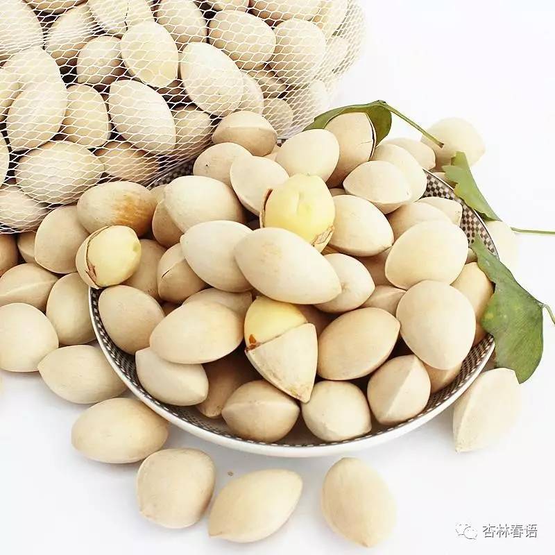 药食同源白果的功效,咨询中医中药白果功效