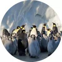 吃感冒药能吃镇咳药吗,感冒要用抗生素