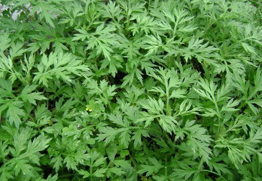 艾蒿过敏春季怎样防治,对艾蒿过敏会对茵陈蒿过敏吗