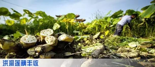 洪洞大槐树民歌问我祖先在何处,问祖先何处来山西洪洞大槐树歌曲