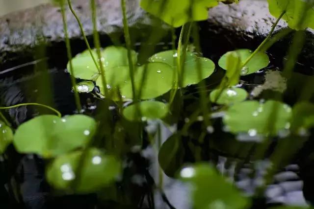 西湖边奢华酒店,西湖边有湖景房的酒店