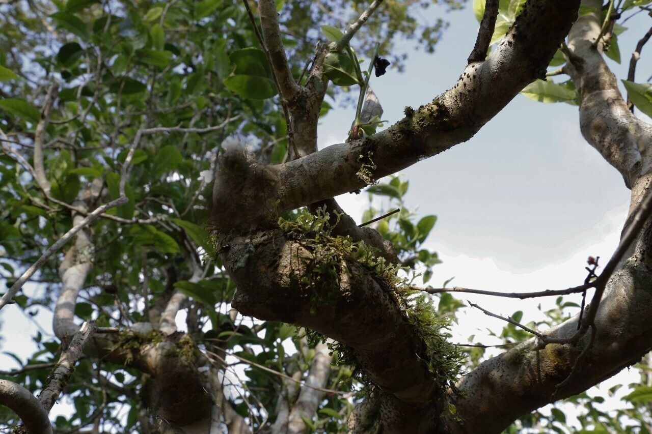 六大茶山的茶特点,六大茶山为什么茶那么好