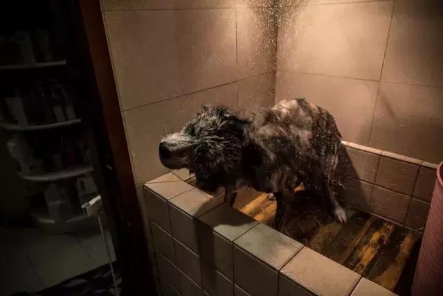 狗生如梦｜ONE实验室