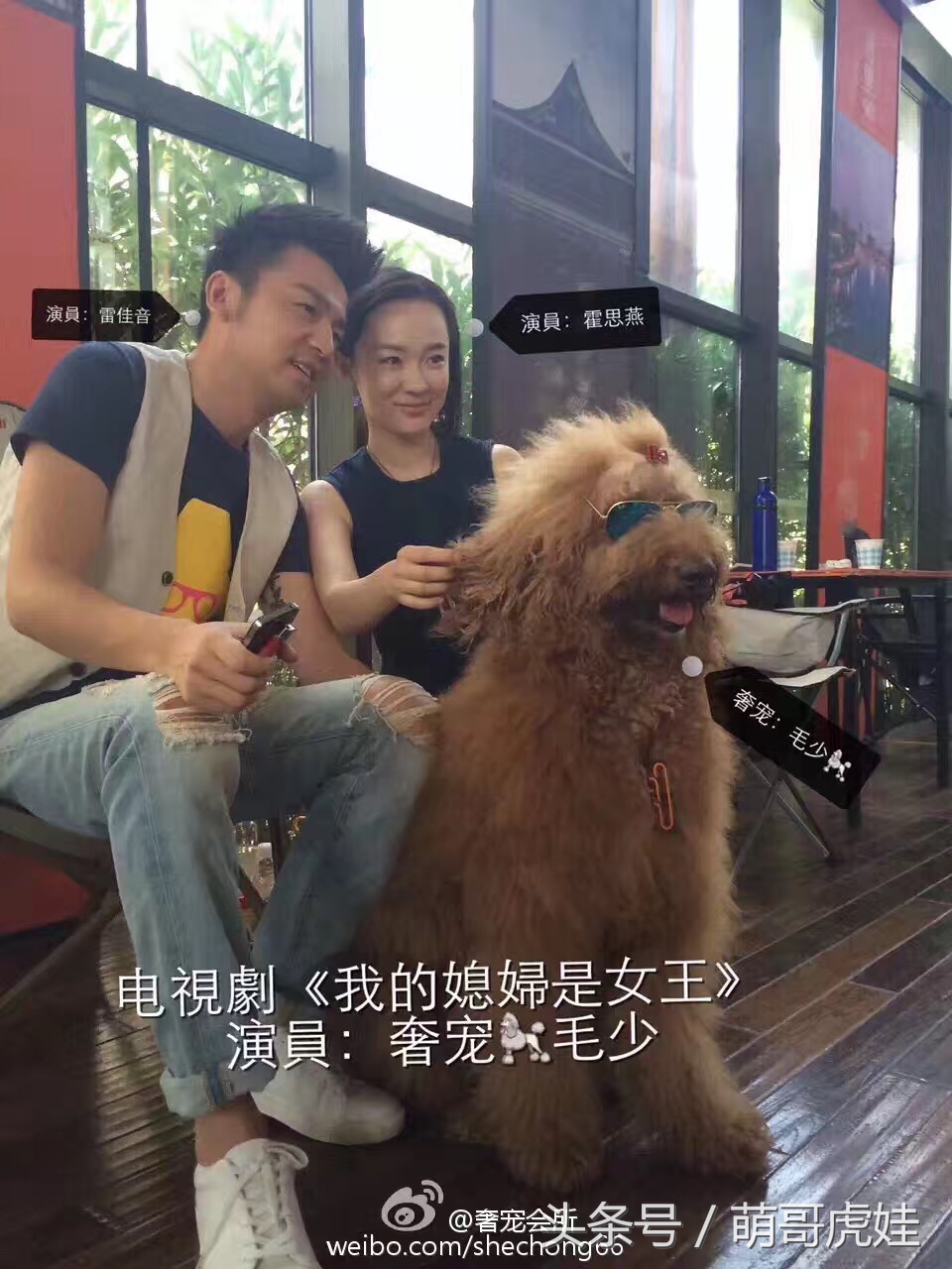 巨型贵宾站起来走路像个小公主,巨型贵宾走路视频