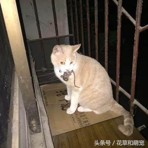 猫咪把老鼠叼到床上怎么办,猫咪连续2个月叼老鼠回家