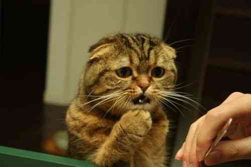 盘点动物震惊表情,各种动物吃惊视频