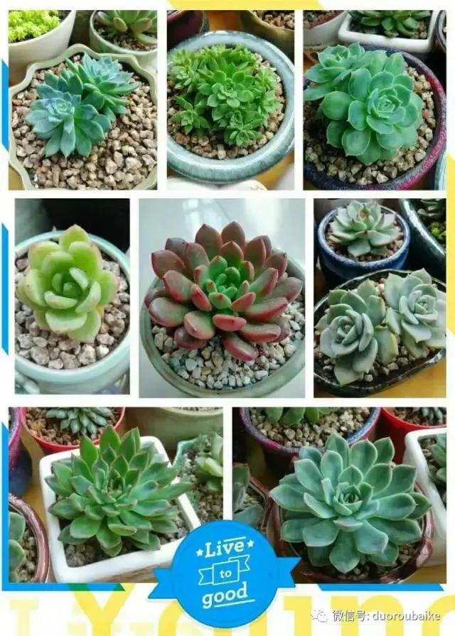 遇见多肉作品,和多肉邂逅的时光