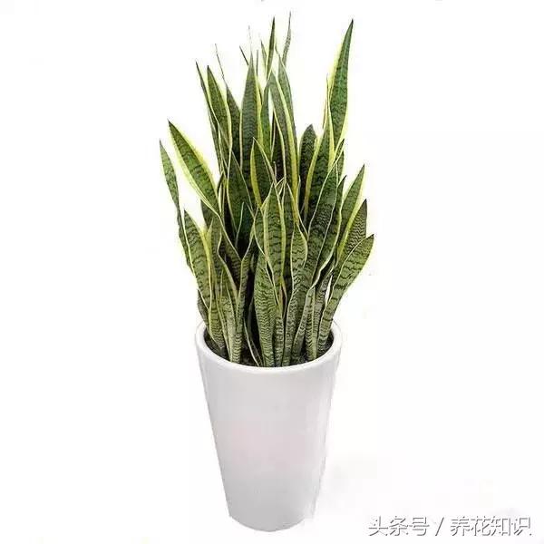 水养一年四季不黄叶的植物,水里加点什么花养得好