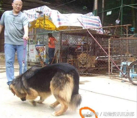 狗子从来没见过老虎为啥怕呢,狗看见老虎与狮子的反应