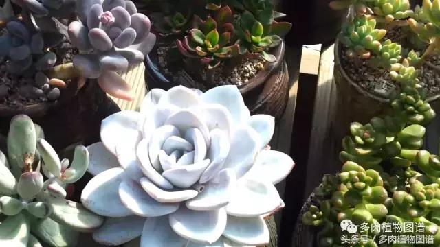 满阳台的多肉,满阳台多肉