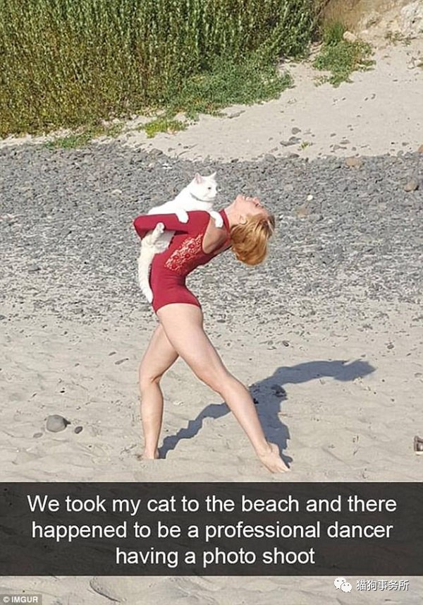 搞笑网红猫咪图片,网络上小猫照片被网友恶搞