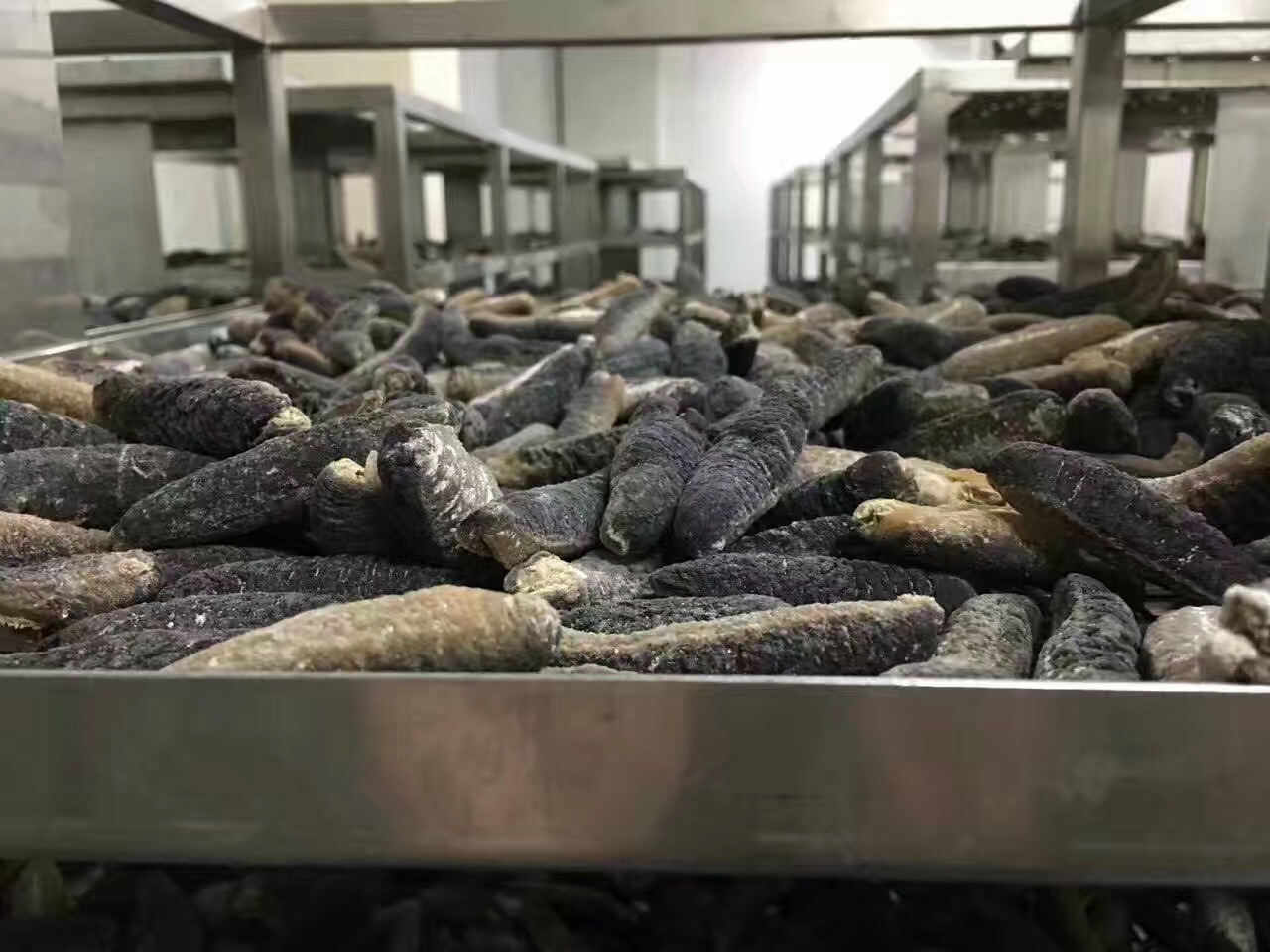 澳洲海参之秃参食补功效及注意事项