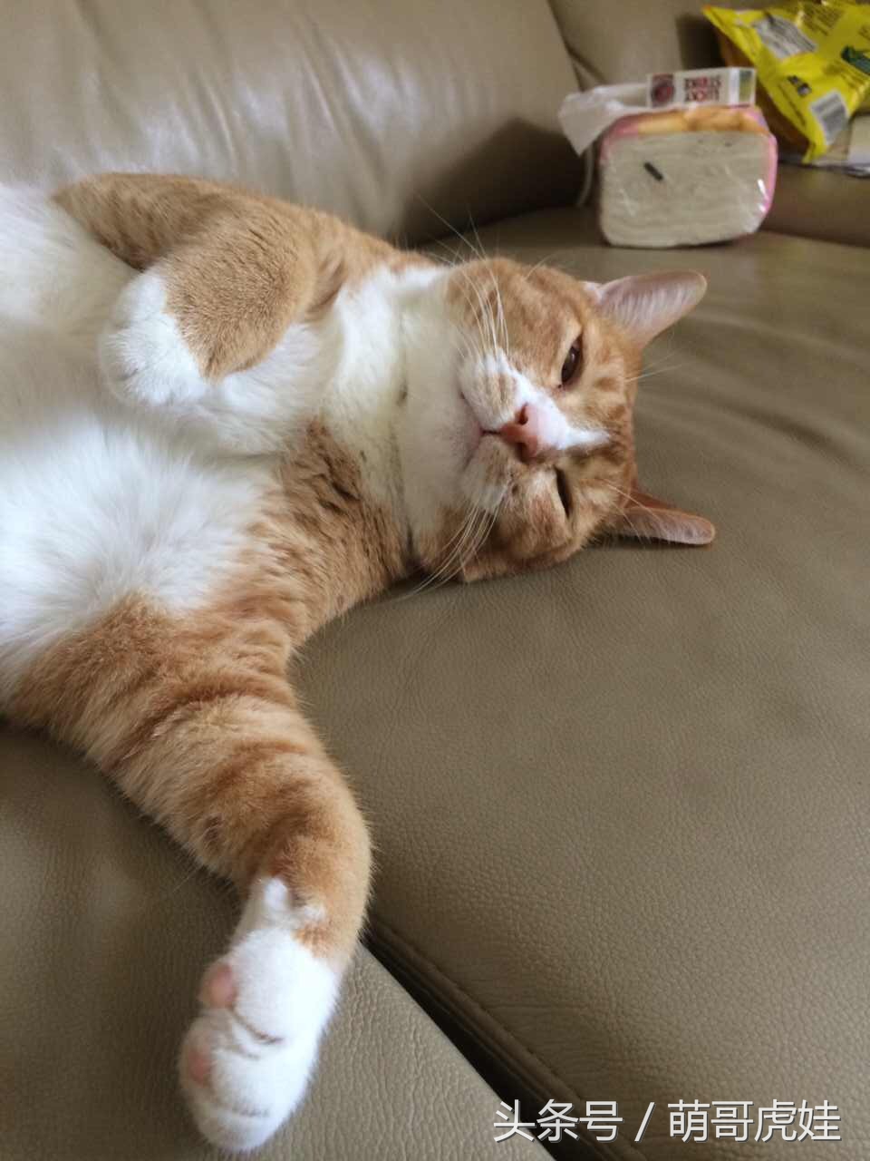 蓝猫掉毛厉害 (公蓝猫掉毛)