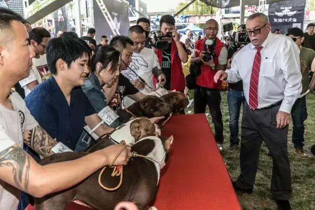 狗生如梦｜ONE实验室