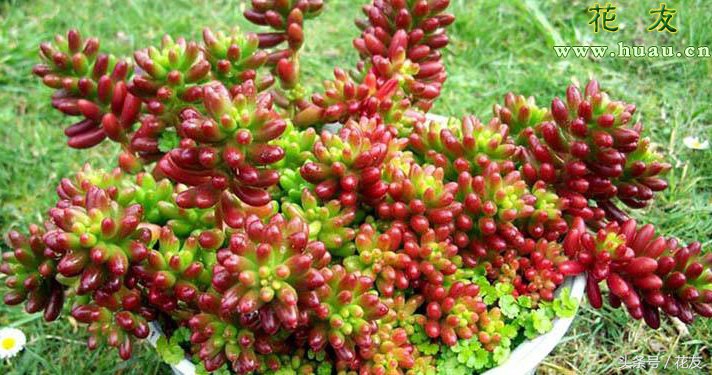 虹之玉夏季的养护方法,虹之玉锦夏季养护