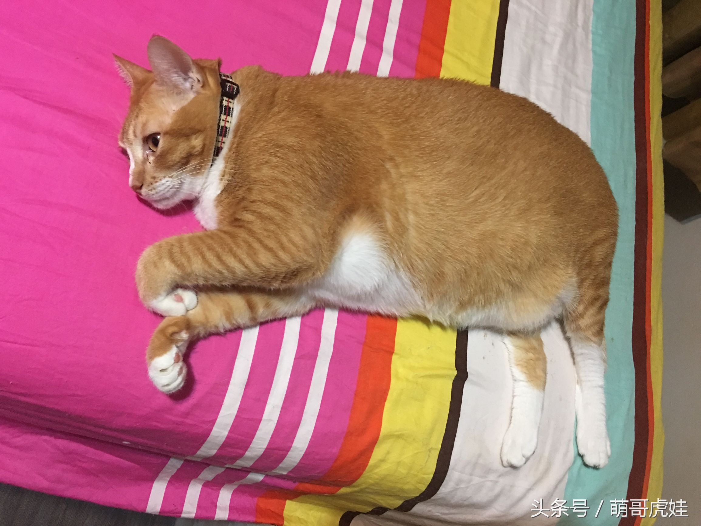 蓝猫掉毛厉害 (公蓝猫掉毛)