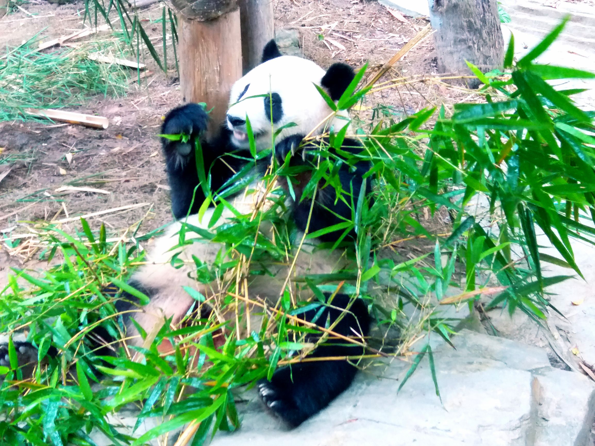 长隆野生动物世界自驾车,长隆野生动物世界免票吗