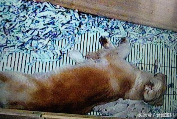 为什么母狗要把自己的小狗咬死,母狗为什么会咬死自己的小狗