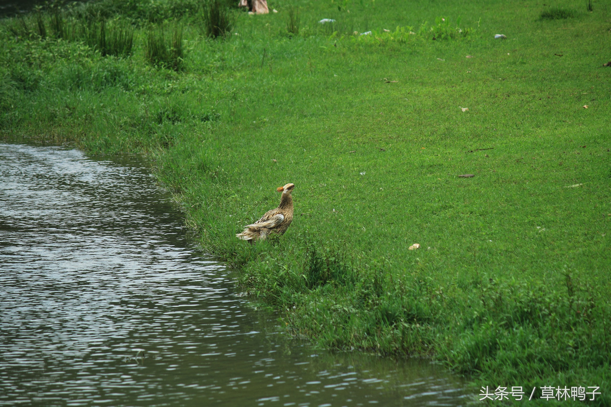鸭子歪着脖子转圈是什么病,鸭子的脖子是歪的正常吗