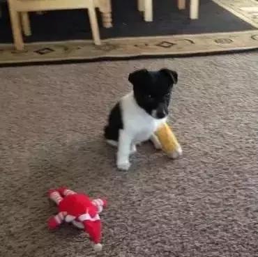 受了伤的狗狗,汪星人受伤真相