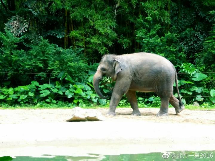 长隆野生动物世界自驾车,长隆野生动物世界免票吗
