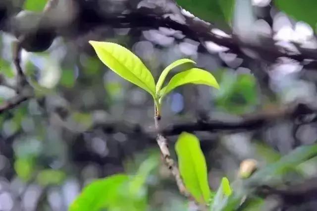 冰岛普洱茶言过其实,冰岛十大怪事件