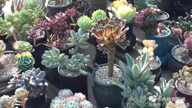 满阳台的多肉,满阳台多肉