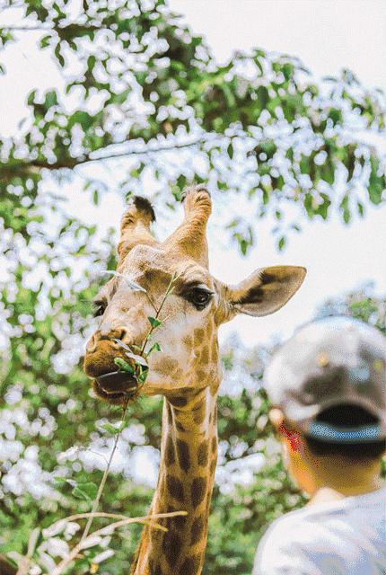 长隆攻略广州长隆欢乐世界攻略,广州长隆最全游玩攻略及费用