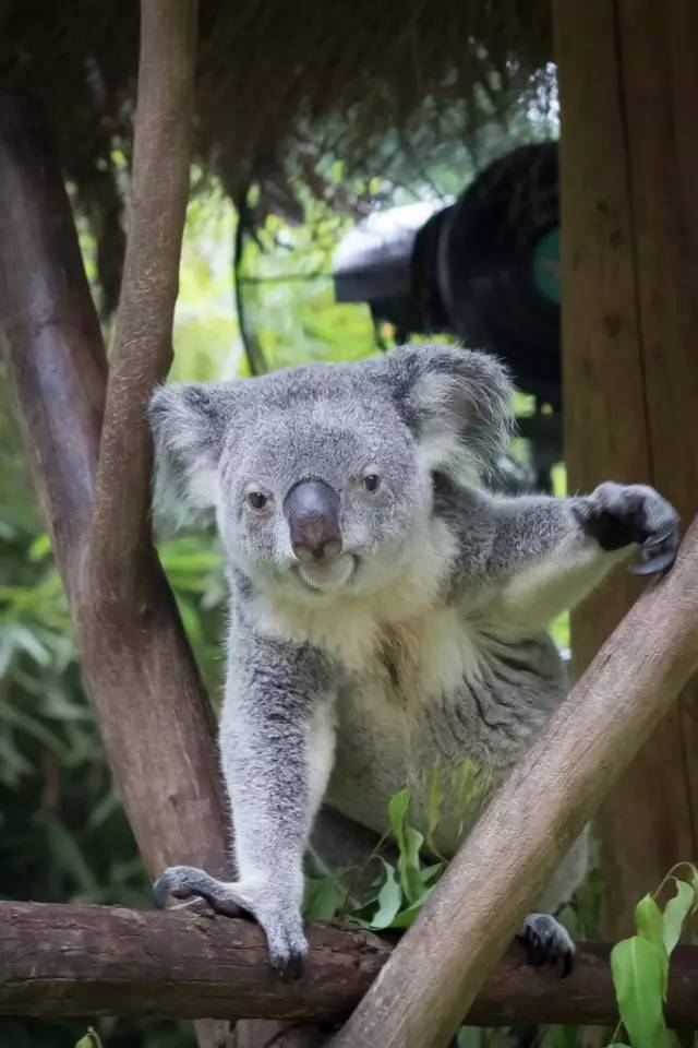 长隆攻略广州长隆欢乐世界攻略,广州长隆最全游玩攻略及费用