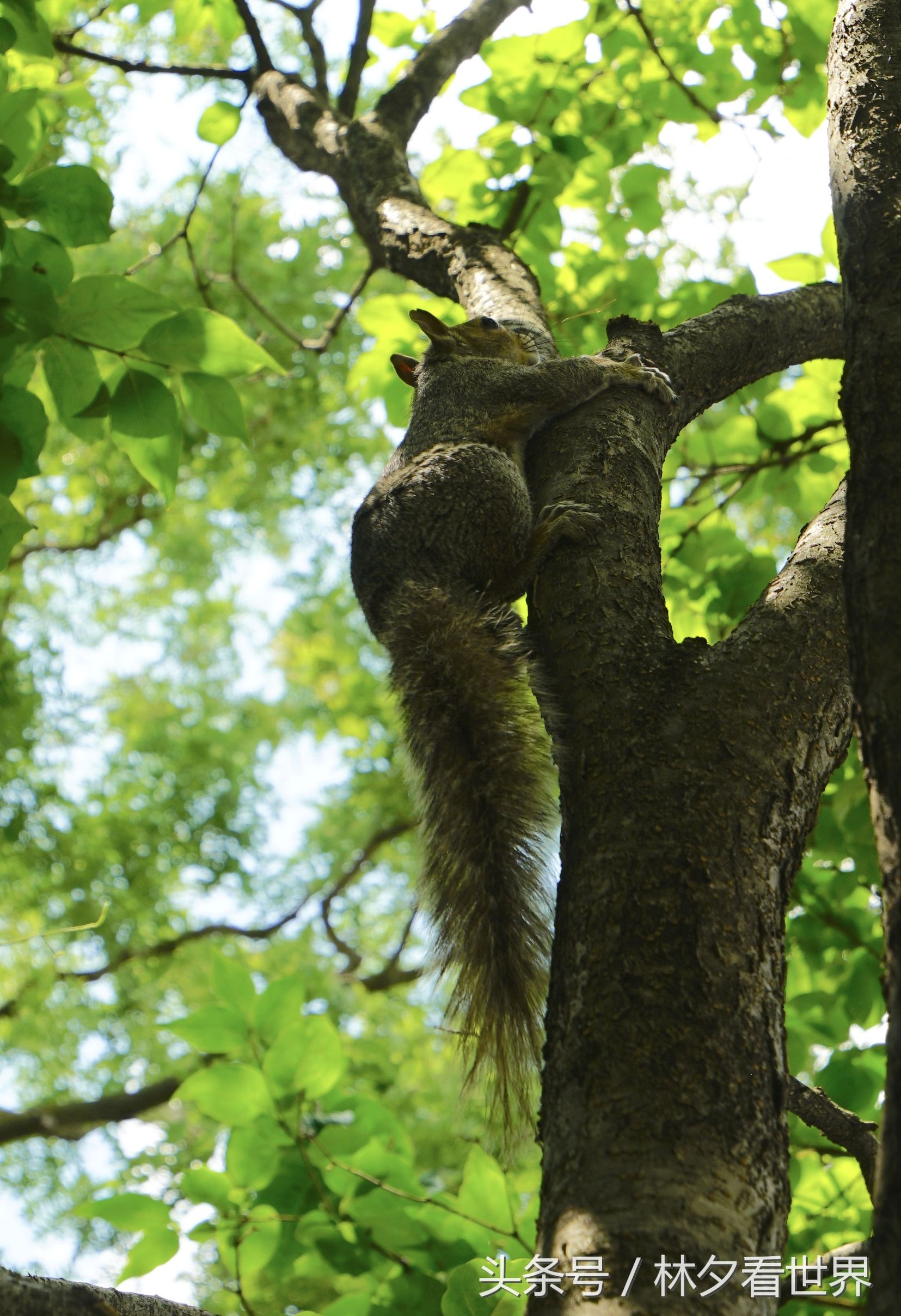 美国天普大学在哪个州,美国费城的大学