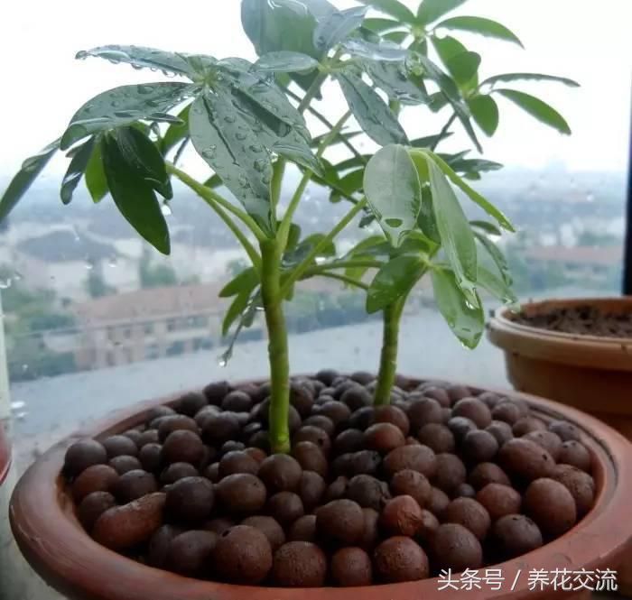 适合家里养的32种花绿植,净化空气绿植盆栽有哪些