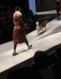 猫咪眼睑内翻解决办法,猫咪下眼睫毛内翻割眼皮后闭不上