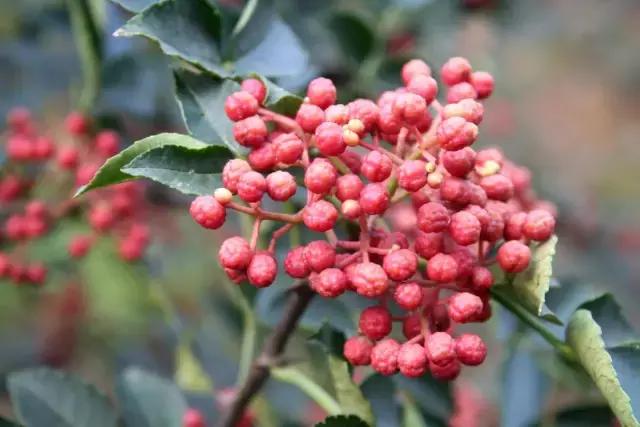 除痱子,除痱子的良方