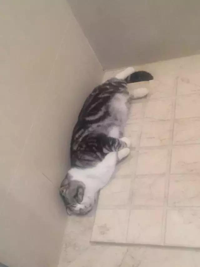 猫咪睡姿大作战,猫咪大字型睡姿图片