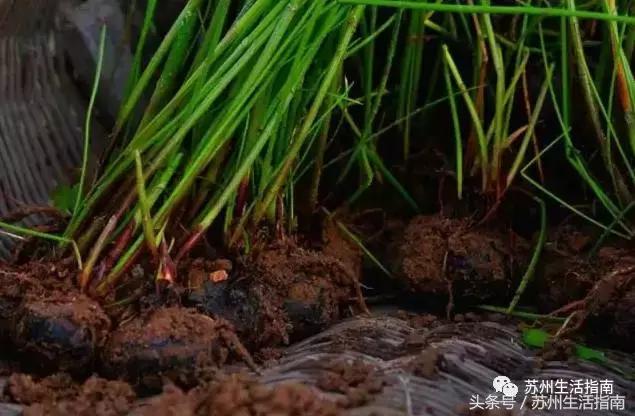 车坊，遗忘的边缘！