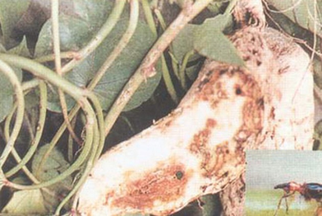 小时候奶奶跟我说这是甘薯“有风”很难吃,现在才知道这个小东西为害的