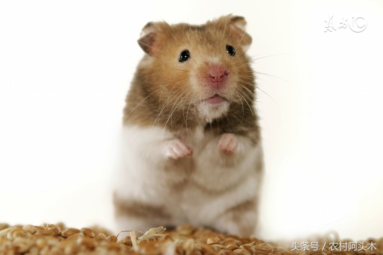 仓鼠拉肚子该如何治疗,仓鼠拉肚子怎么喂蒙脱石散