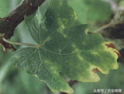 葡萄锈病的症状及治疗方法,葡萄扇叶病侵染全树症状