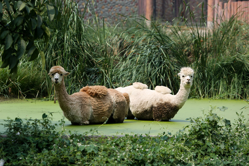 乖萌小动物,乖萌动物