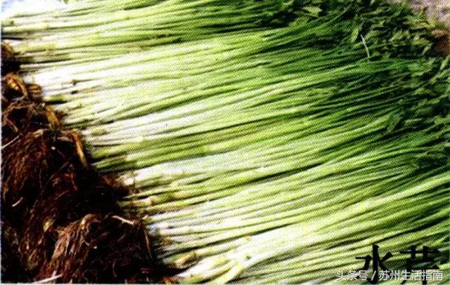 车坊，遗忘的边缘！