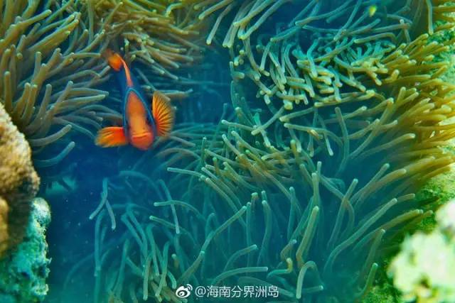 三亚潜水避坑攻略,三亚潜水新技巧