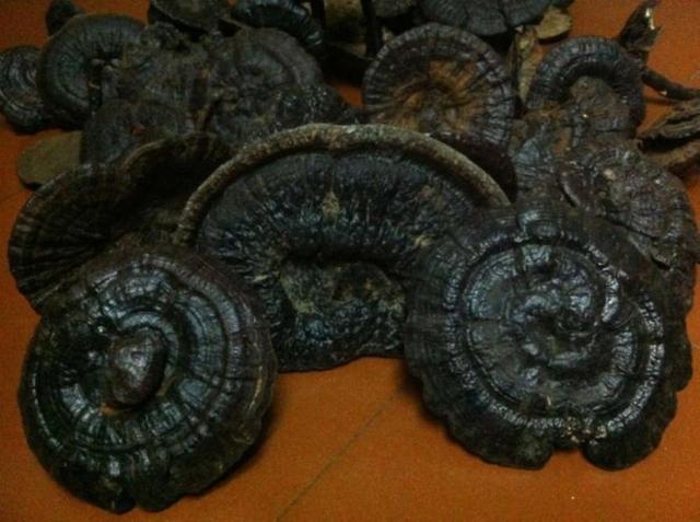 吃灵芝粉会得肠梗阻吗,灵芝粉对肠息肉有帮助吗