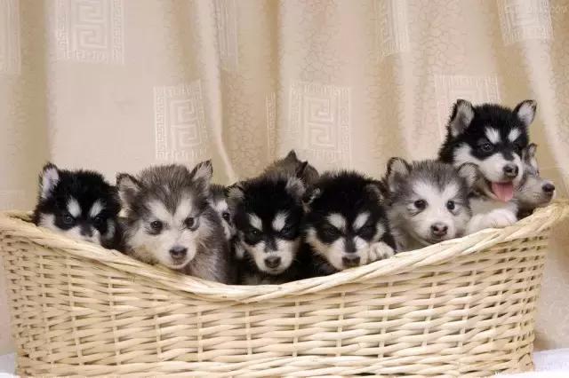 母狗验孕酮时数值多少输精最合适,母狗雌激素怎么测