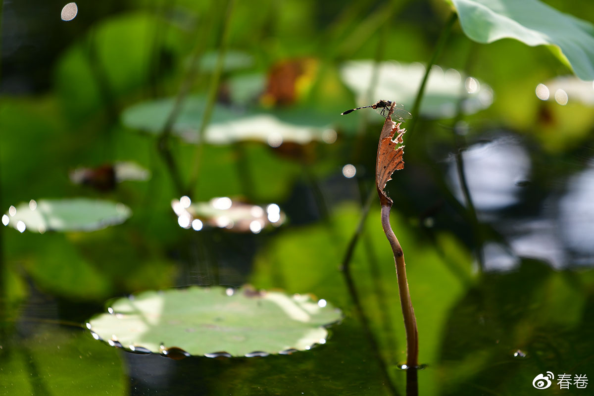 尼康和腾龙合作的镜头,尼康腾龙长变焦镜头比较